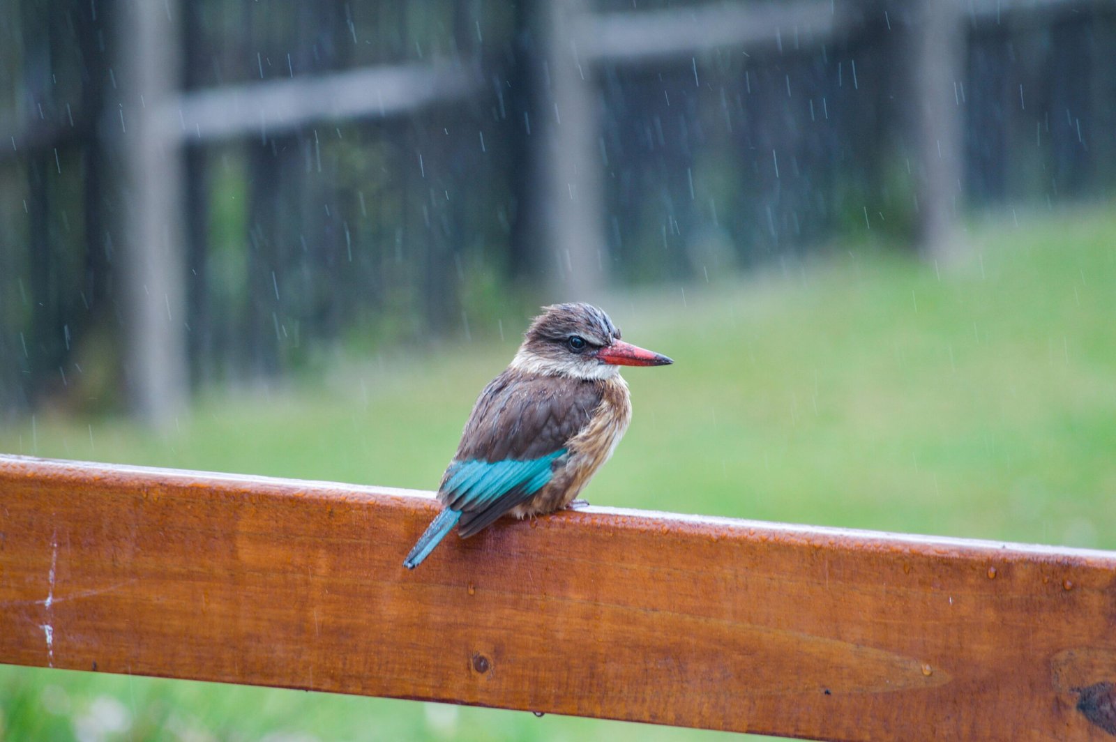 A solitary kingfisher with vibrant plumage perches on a wooden railing in the rain at Greyton, South Africa.